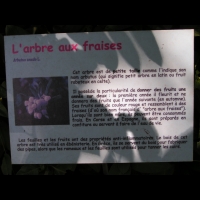Arbousier - Arbustus unedo (fam. Ericacees)(europe meridionale et atlantique)(03)